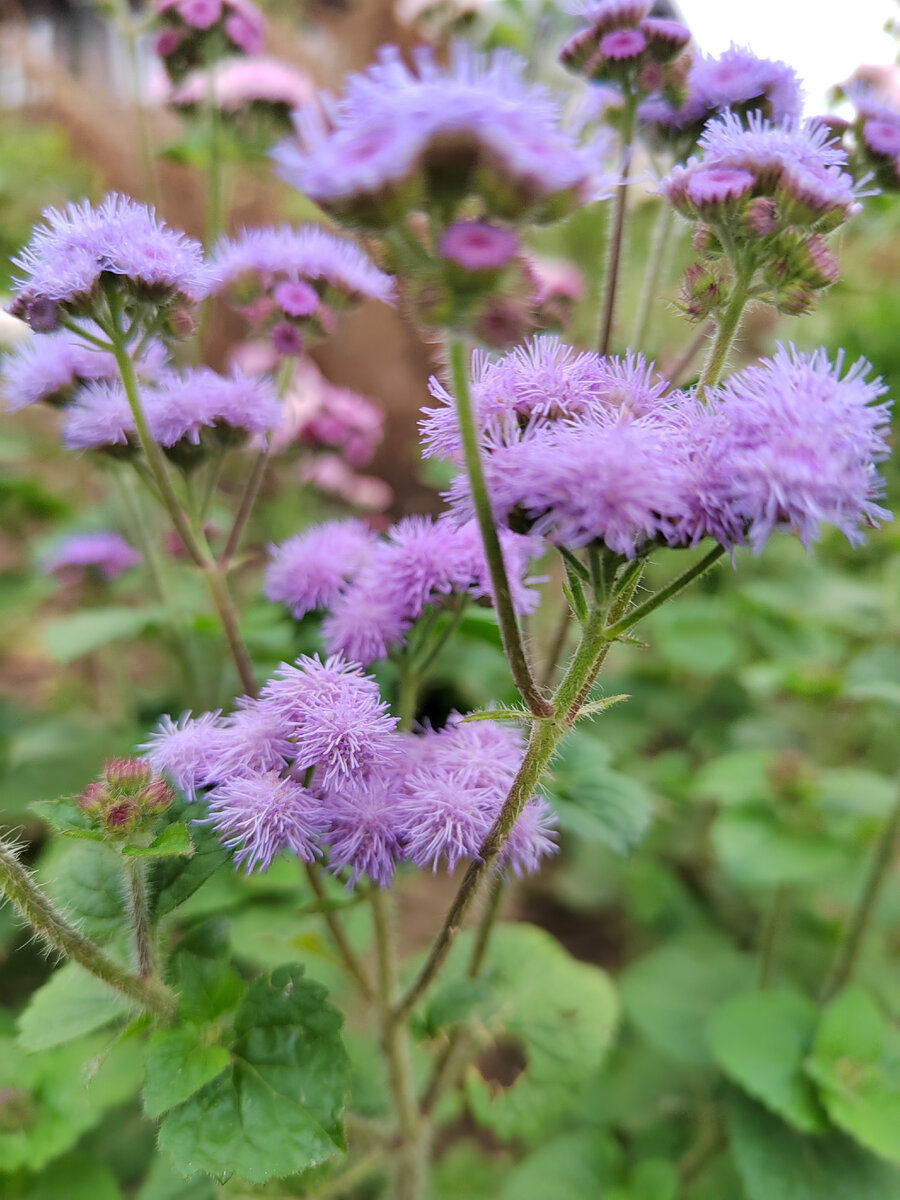 Агератум сорта Голубой шар. Фото автора