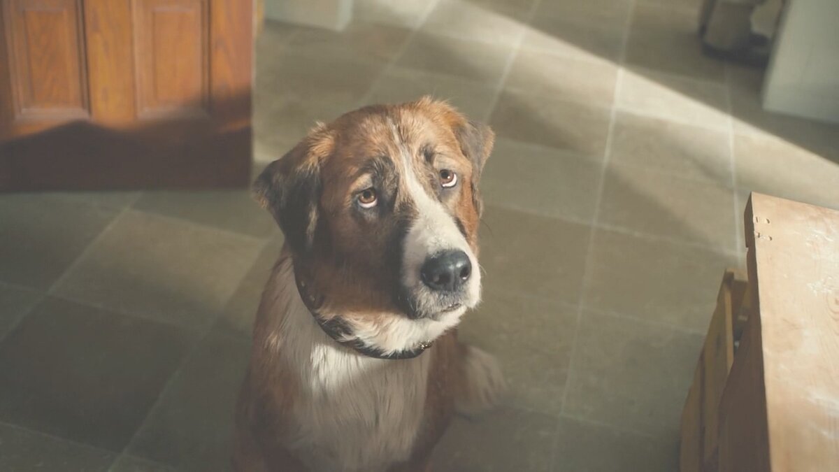 "Зов предков" (2020), кадр из фильма