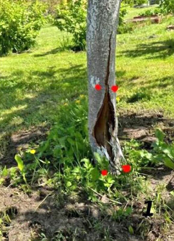      Это дерево требует залечивания узкой трещины и прививки мостиком в узких местах