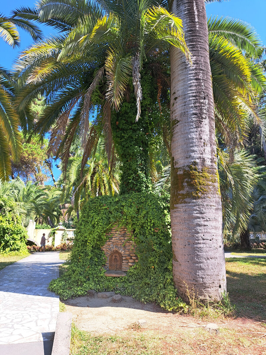 Сочи, день 18. Верхний дендрарий и Мидийное место🦪 | Мама Ксюша и ее ...