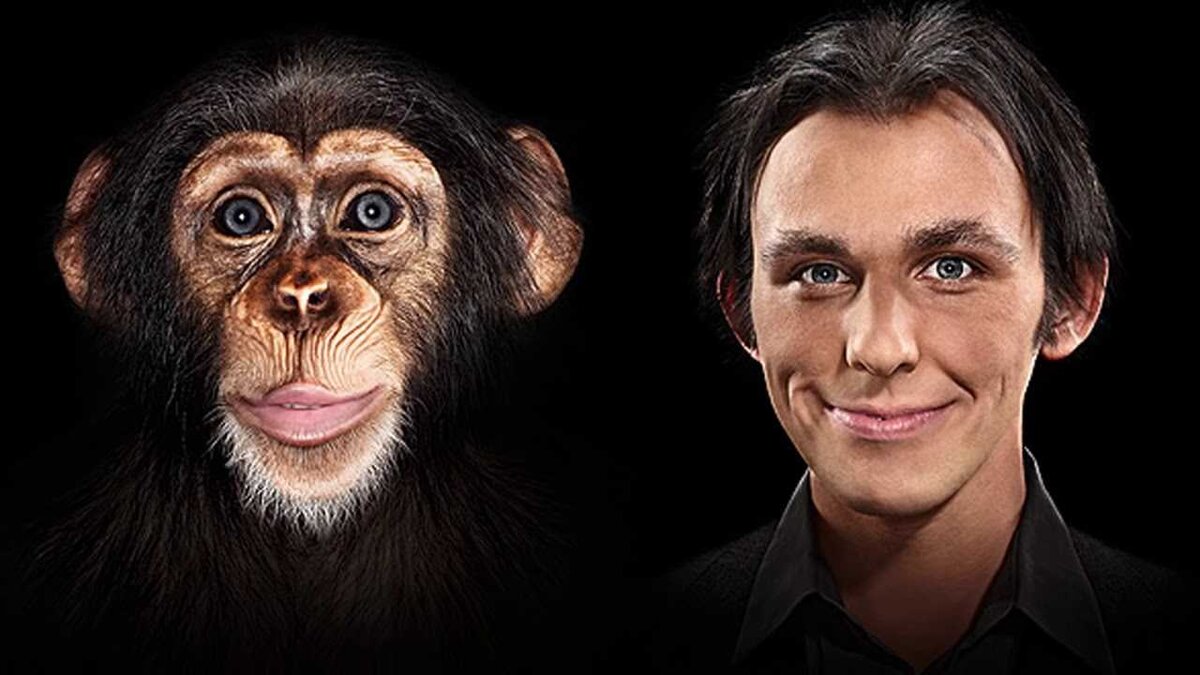 Обезьяны и люди имеют несколько общих черт и сходств из-за того, что они сопредельные виды и относятся к одной биологической семье, приматам. Вот несколько основных общих черт: 
1. Анатомические сходства: Обезьяны и люди имеют похожую структуру тела и органов. У них есть руки и ноги, позвоночник, нервная система и другие общие анатомические особенности.

2. Биологические процессы: Обезьяны и люди имеют сходства в биологических процессах, таких как дыхание, пищеварение, размножение и обмен веществ.

3. Генетическое сходство: Геномы обезьян и людей имеют значительное сходство. Мы имеем общего предка, и между нами существует много общих генов.

4. Социальное поведение: Обезьяны и люди обладают высокой социальной организацией и могут формировать сложные общества. Они обладают различными формами коммуникации, социальной иерархией, семейными связями и умением сотрудничать.

Однако, несмотря на эти сходства, важно отметить также и различия между обезьянами и людьми. Люди отличаются более развитым интеллектом, языком и культурой, что позволяет нам иметь более сложную форму общественной организации и технологический прогресс.