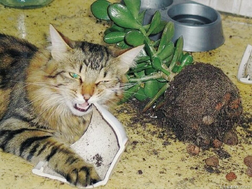Разбитый кот. Кот разбил горшок. Кот уронил цветок. Кот уронил горшок. Кот разбил цветочный горшок.