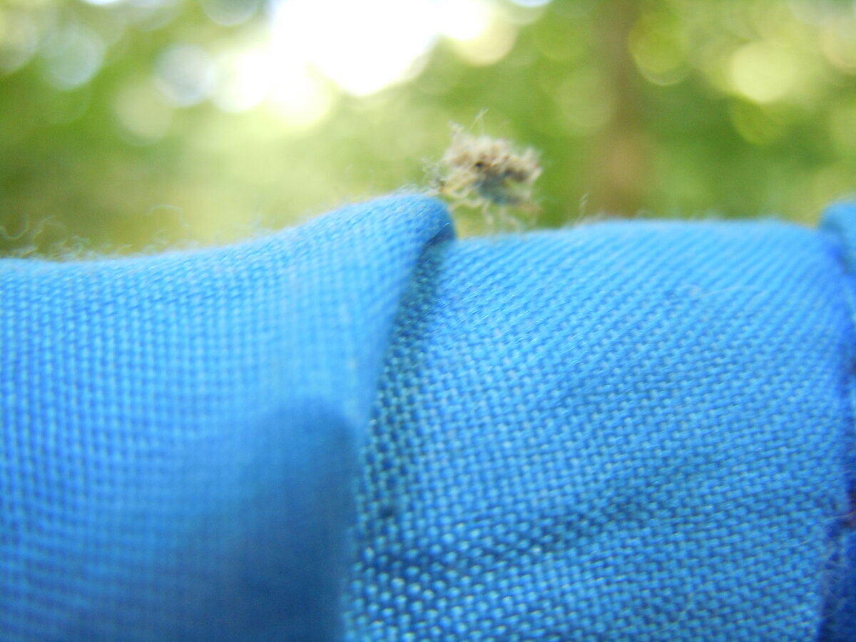 В этом 2023 году на упавшем листе бука заметил вот таких пушистиков. Часть их распушены, а некоторые как бы втянуты и похожи на бритвенные помазки. На обратной стороне листа вид такой.-12