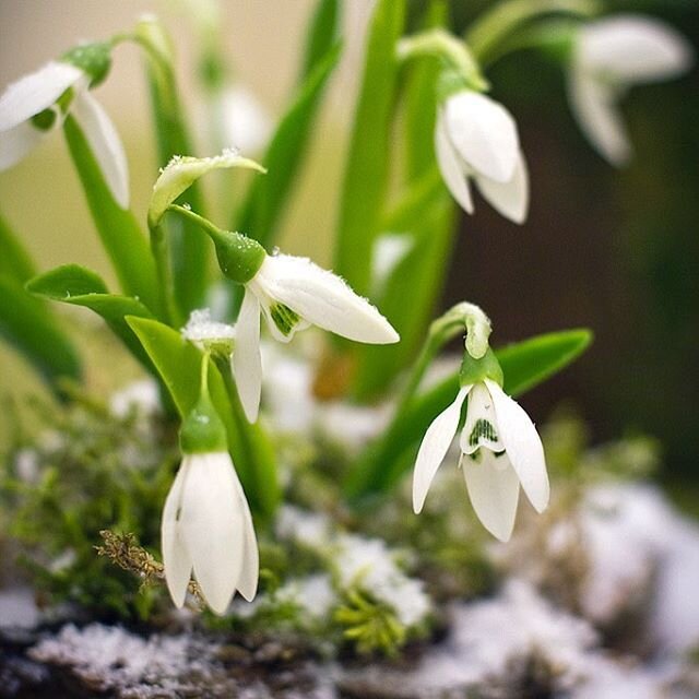 Подснежники из холодного фарфора.