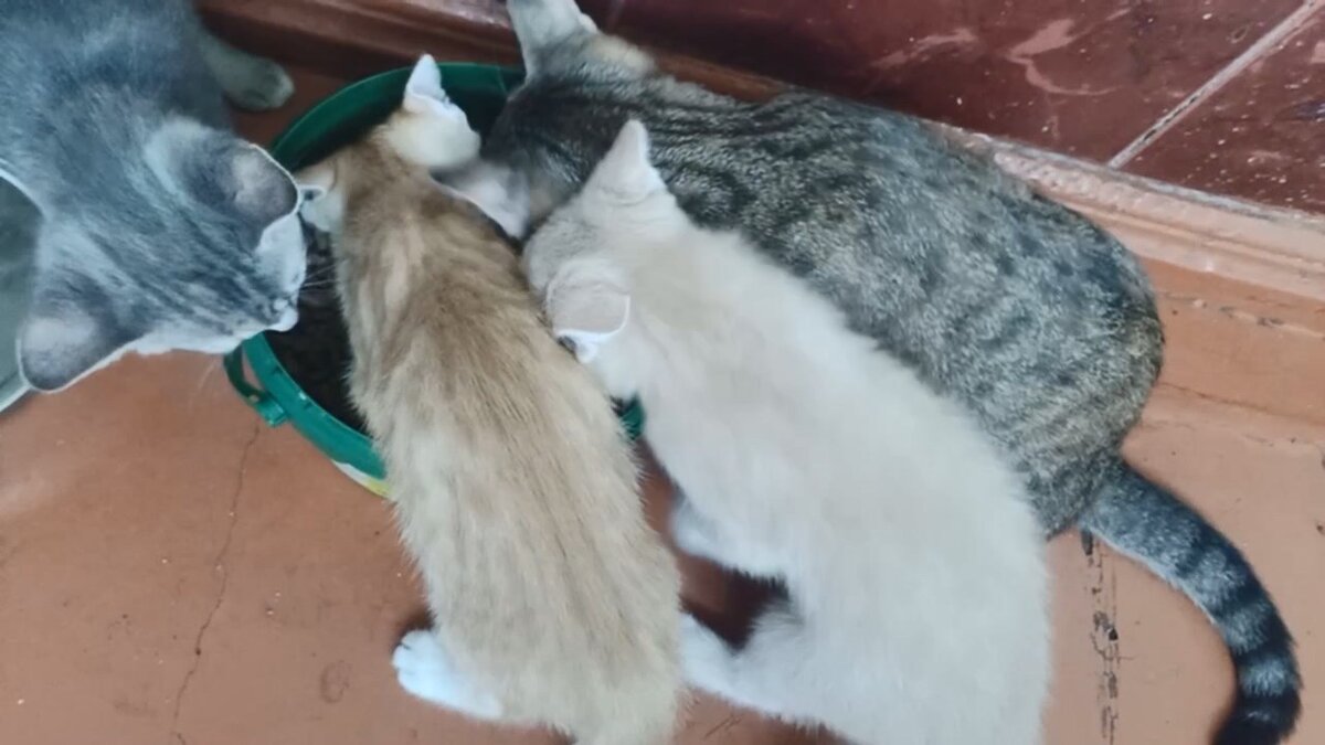 общее ведерко с кормом