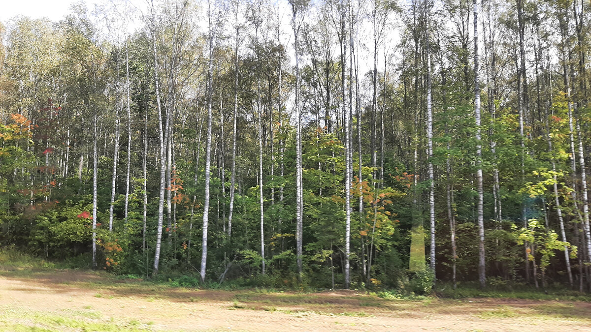 Колеса шуршат по трассе, а за окном буйство природы