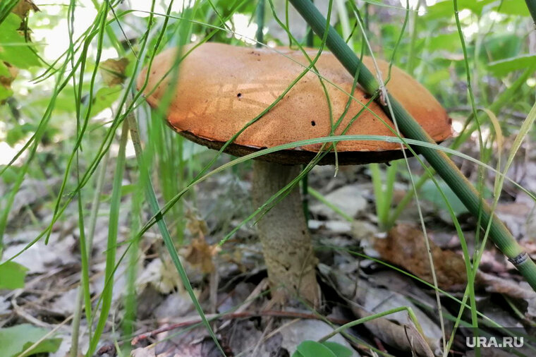    Красноголовик считается ценным и вкусным грибом