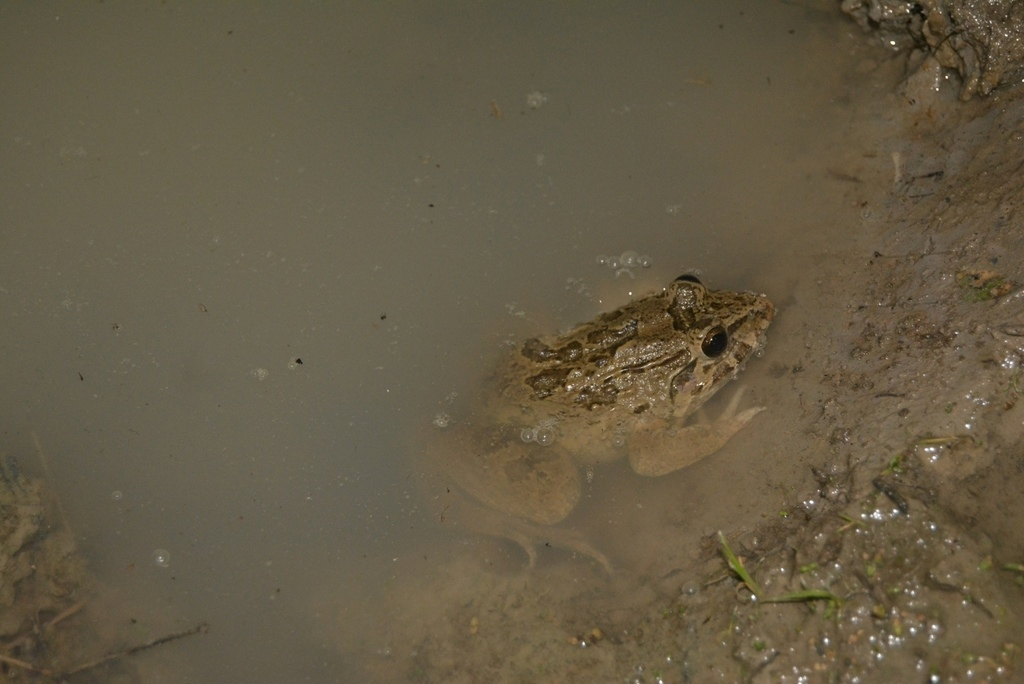 Periophthalmodon freycineti. Пробуждение лягушки. Mudskipper.