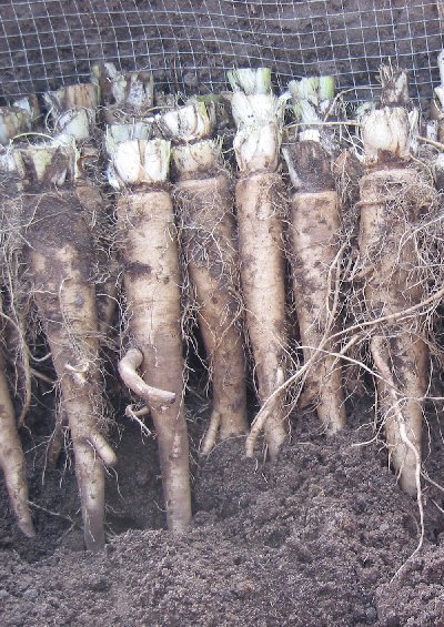 Корни цикория