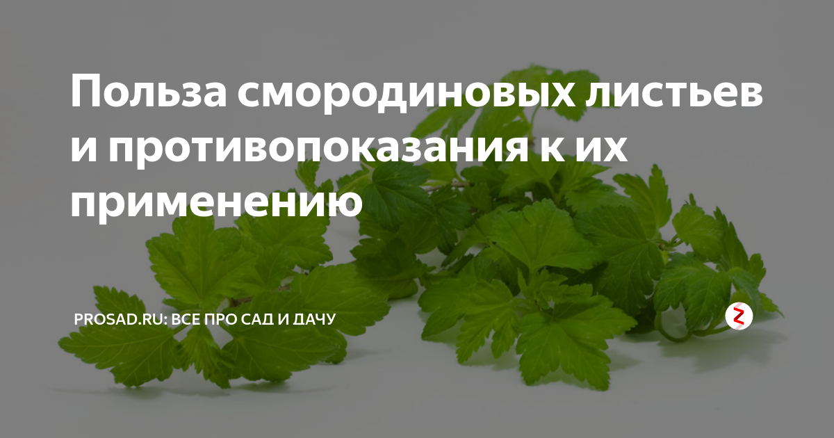 Вред смородинового листа. Смородина листья полезные. Польза листьев смородины. Листья смородины польза. Листья смородины польза и вред для здоровья.