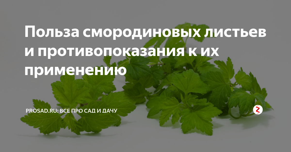 Чай из смородинового листа польза. Смородина листья полезные. Польза листьев смородины. Листья смородины польза. Листья смородины польза и вред для здоровья.