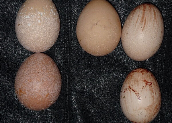 Почему у кур яйца без скорлупы: причины и возможные решения проблемы