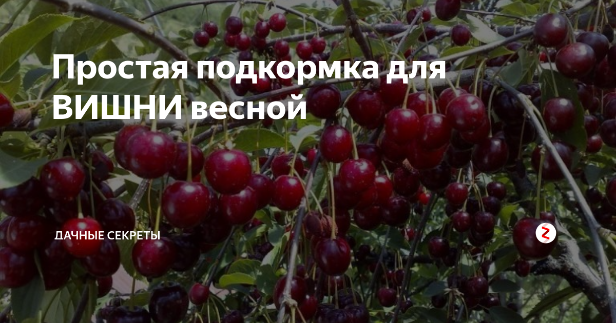 Чем лучше подкормить вишню. Чем лучше подкормить вишню