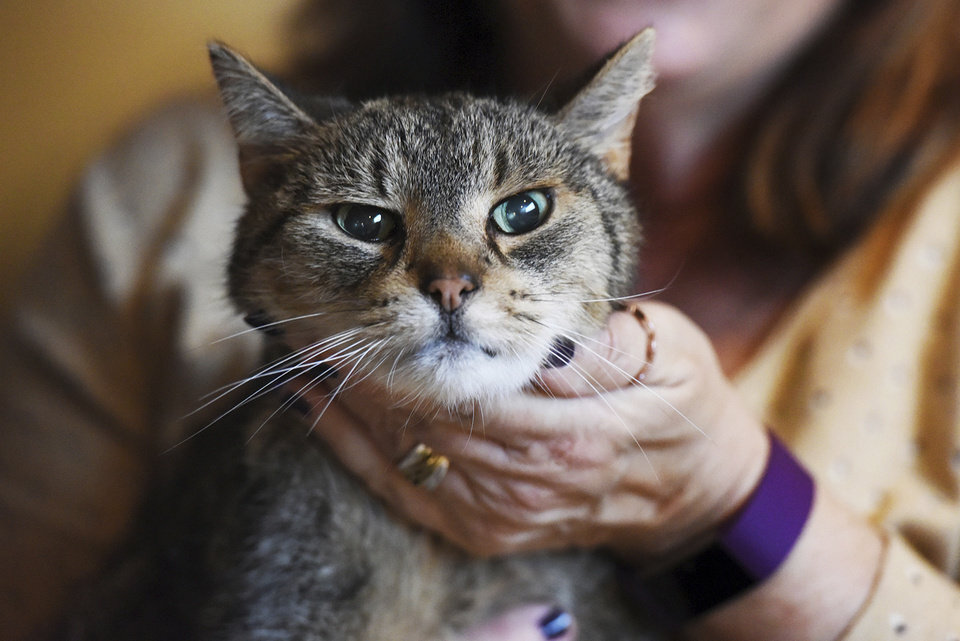 Картинки с животными кот слепой. Котика 13. Кошка марта варламов. Пятница тринадцатое черный кот. Кошка мать зовет котят.