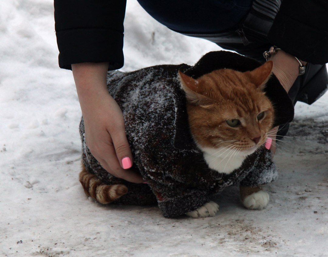 Кот Филимон Выборгский