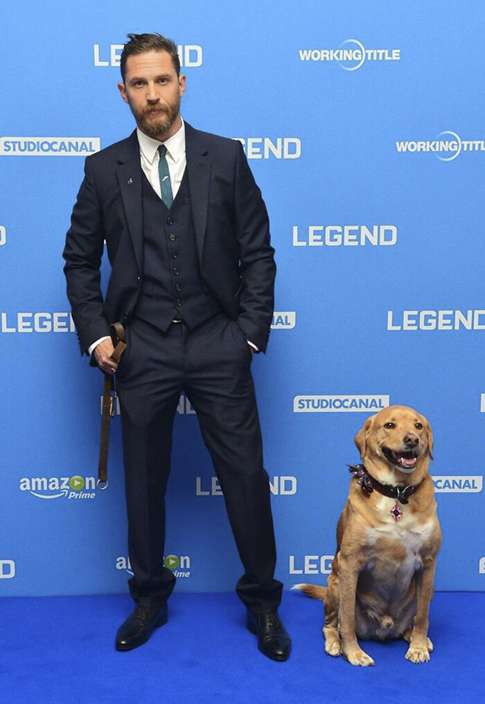 Собака тома харди. Том Харди. Том Харди с собакой. Том Харди и его собака Вуди. Пес Тома Харди.