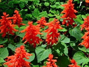 Учитывая вышеперечисленные преимущества, вовсе не удивительно, что современные садоводы стараются посадить целебный шалфей на собственном приусадебном участке, тем более что его выращивание не вызовет особых проблем. Но перед тем как приступить к посадке, в первую очередь следует определиться, для какой именно цели будет расти на даче или в саду анализируемое растение: