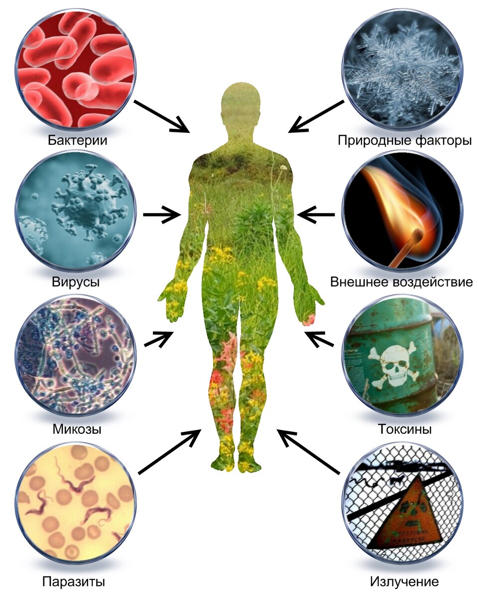 Определи заболевание которое вызывает организм изображенный на рисунке