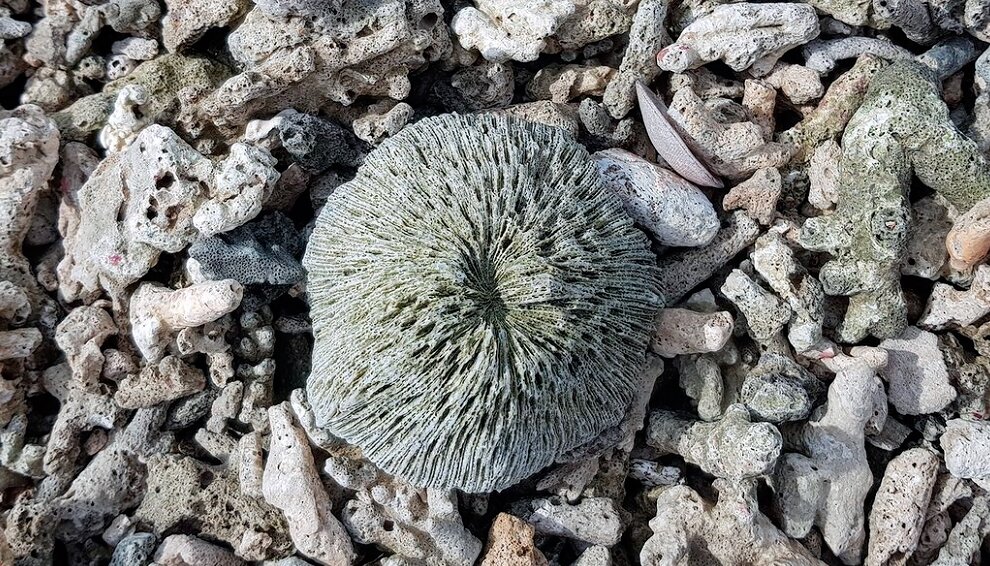 Мертвый коралл