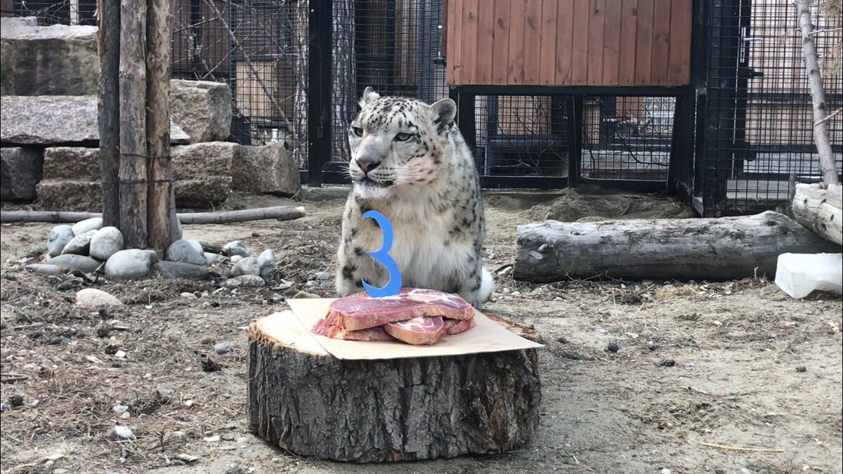 монарх сафари парк индия. семья в зоопарке. московский государственный зоологический парк. зоосад в годы великой отечественной войны. московский зоопарк в годы войны.