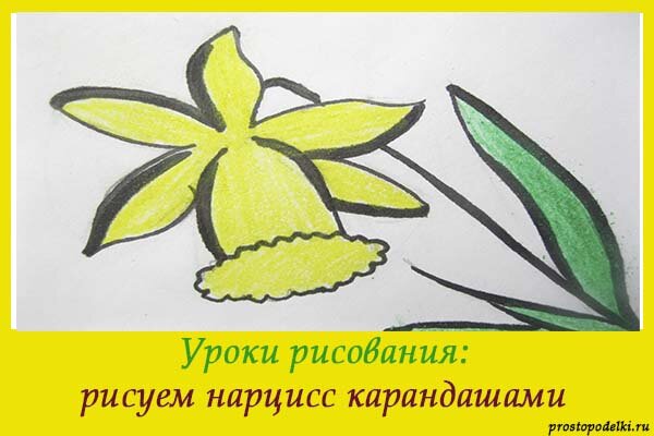 
Желтые нарциссы имеют оригинальную форму бутона. Листья у них тонкие. Поэтому сам внешний вид дает понять, что нарисовать нарцисс будет нелегко, но с этим уроком вам покажется данная задача не такой уж и сложной.