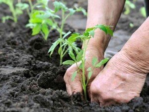 Пока вода впитывается, подготовим растение. Поскольку высаживать переросшую рассаду помидоров мы будем горизонтально, то необходимо удалить все те листочки и веточки, которые в процессе окажутся под землей. Для этого просто отламываем веточки или обрезаем их ножницами.