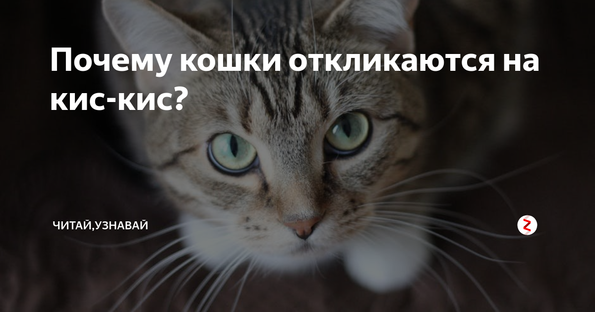 Почему кошка отзывается. Кис кис кошка. Зовут кошку кис кис. Почему кошки откликаются на кис. Кот откликается на кис кис