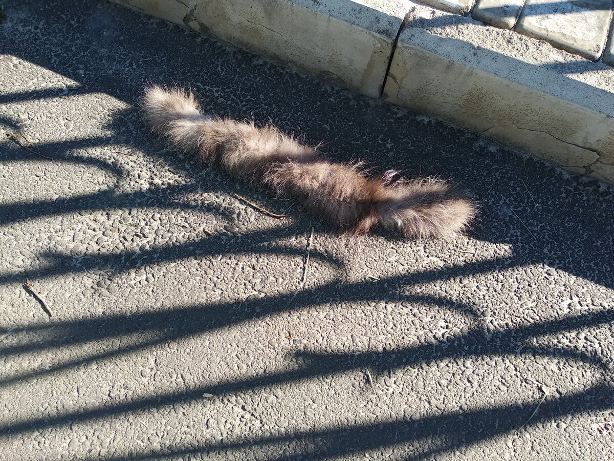 коты с оторванным хвостом. коту оторвали хвост. бритый хвост кота.