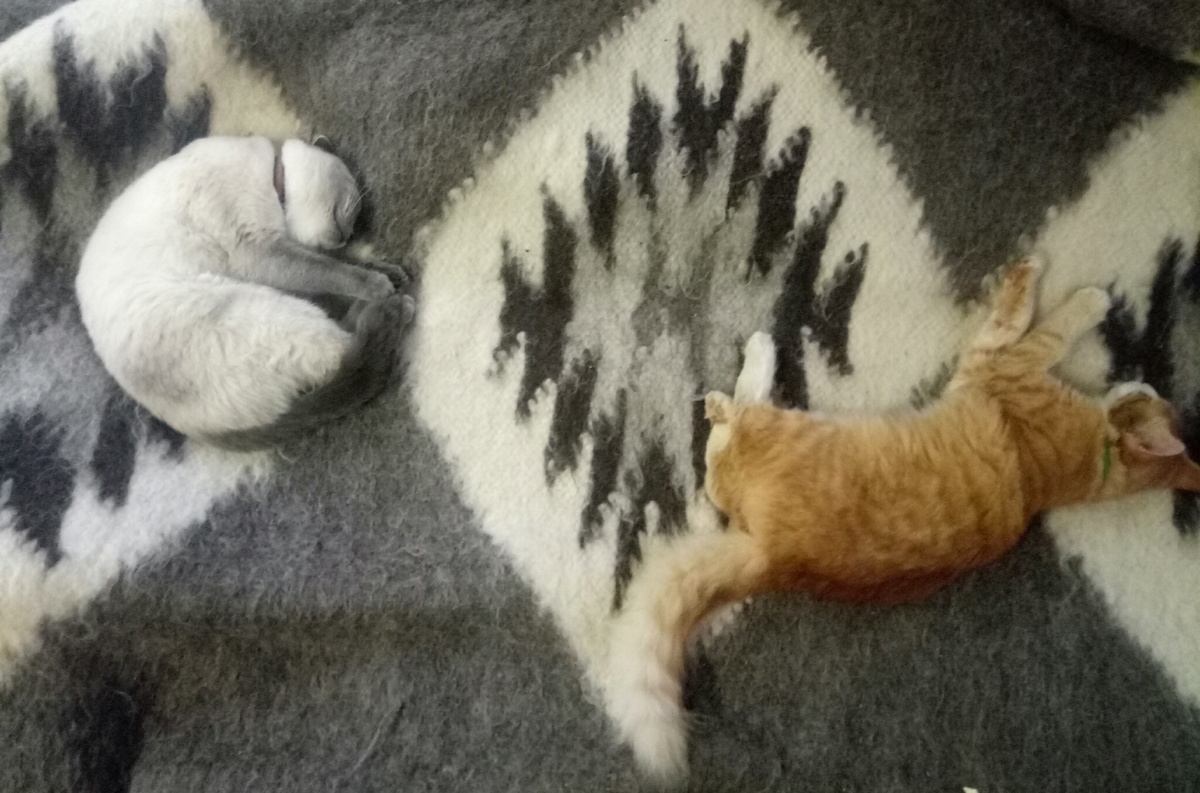 В обед кошки сделали перерыв ото сна и отправились с нами на кухню. Тортинка не собиралась пачкать свою шубку и мочить лапки под дождем, поэтому снизошла до «домашней кухни», то есть охоту за мышами и птицами на сегодня отложила. А Персик, видимо, еще не совсем забыл улицу и до сих пор боится, что однажды еда может закончиться, поэтому считает, что лучше наедаться впрок. Но самое интересное было, когда они оба подошли к выходу из каминной. Разумеется, две кошки никак не могли уместиться вместе в дверной проем – и возникла дилемма: кто должен пройти первым? После секундной задержки Тортинка развернулась и яростно зашипела на Персика. Тот все понял, сел и пропустил вперед даму.
