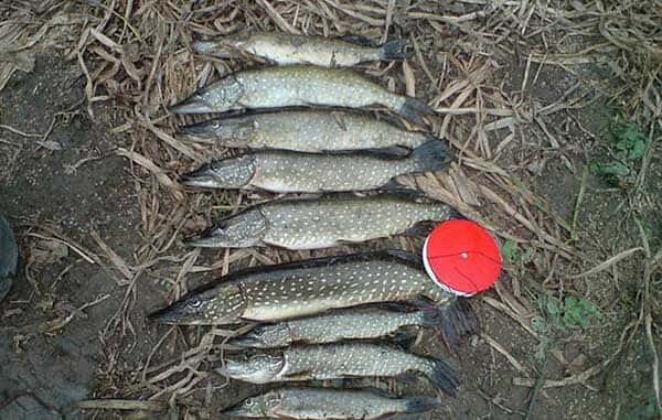 Ловля щуки на кружки летом на озере: секреты и техника ловли