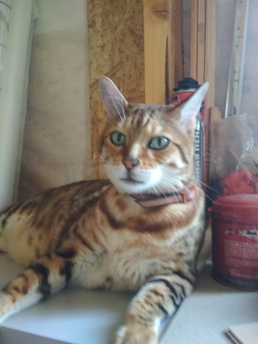 Любитель кресла.