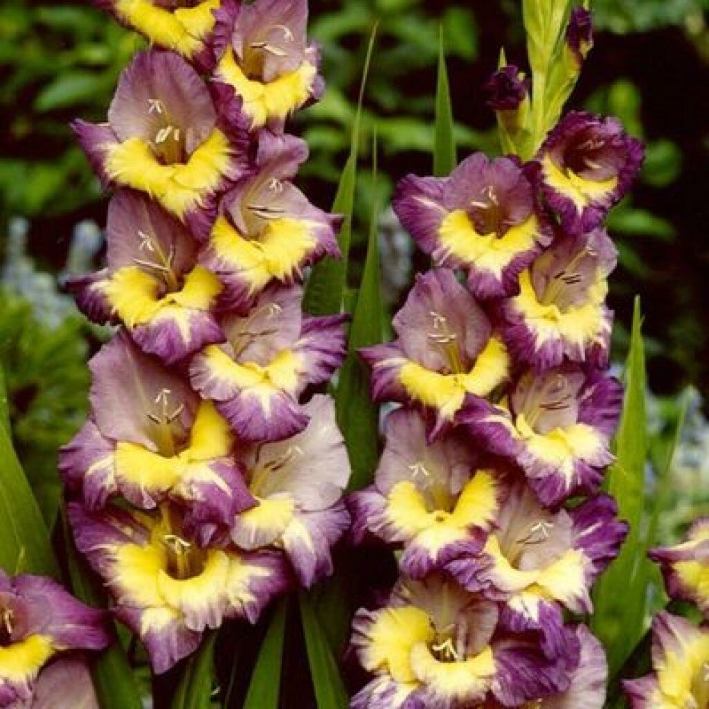 https://dachanaladoni.ru/wp-content/uploads/2017/06/gladiolus-Dynamite-1024x1024.jpg