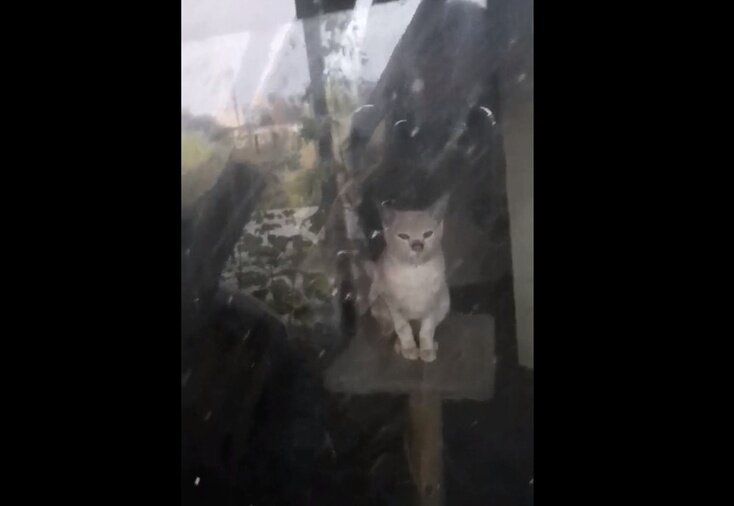 Видео нашел кошку. Найдены кошки Тюмень Ватутина.