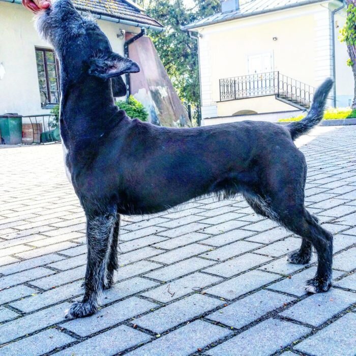 Дог фитнес. Остроухий дог со спины. Ег дог спин.