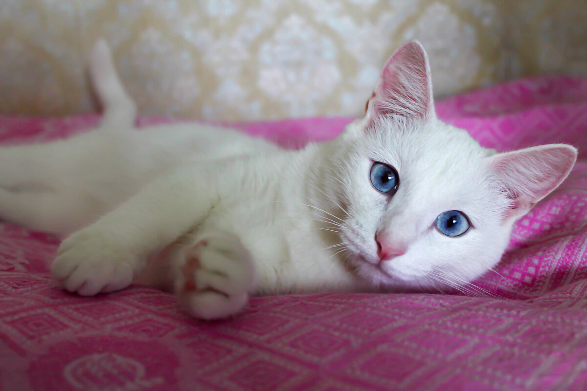 Белая киса. Изящный кот. Гладкошерстая киса белого цвета. Кисбела. Как назвать Беленького котенка.