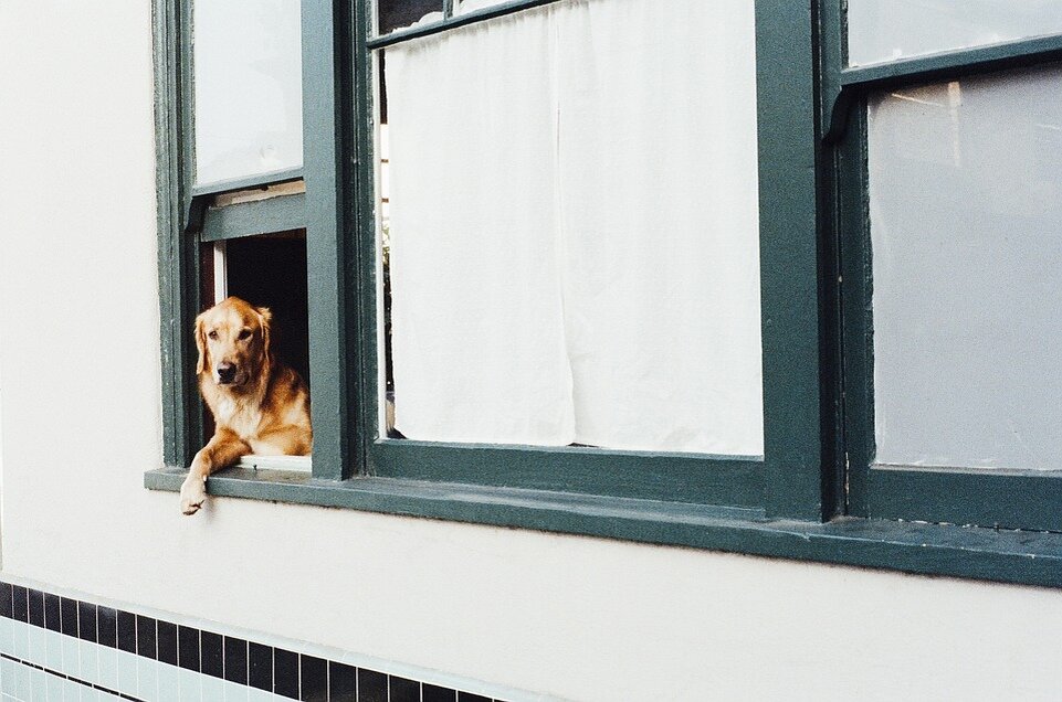 Почему собака гадит 🐕 дома и как отучить взрослую собаку или щенка