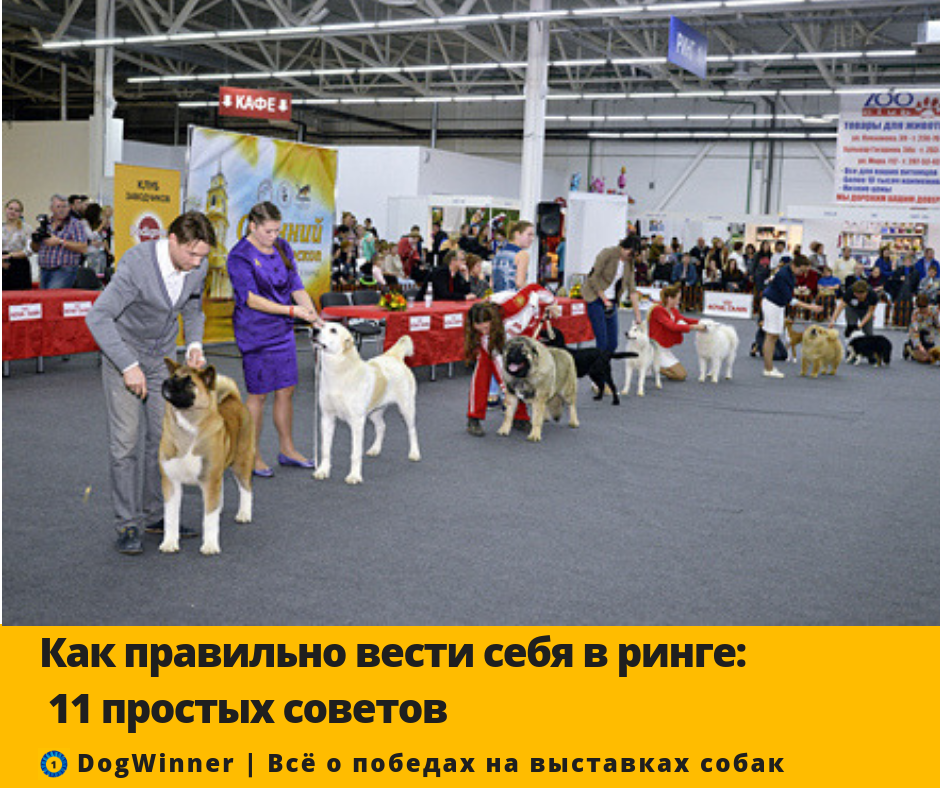 Первая выставка собаки