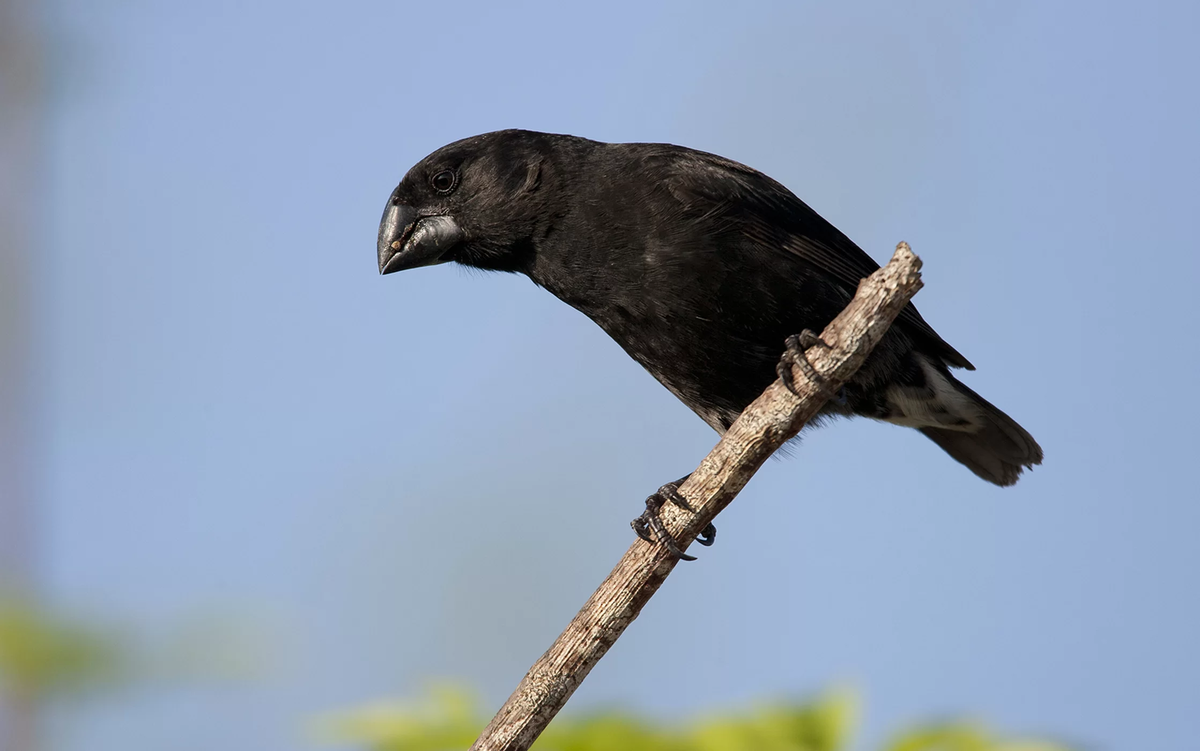 Сила укуса у галапагосских зябликов необычайно велика для их размера. 