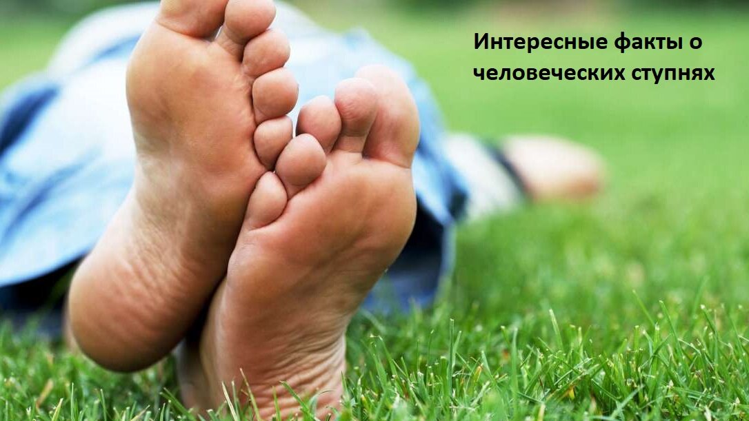 Вот несколько интересных данных о наших стопах.