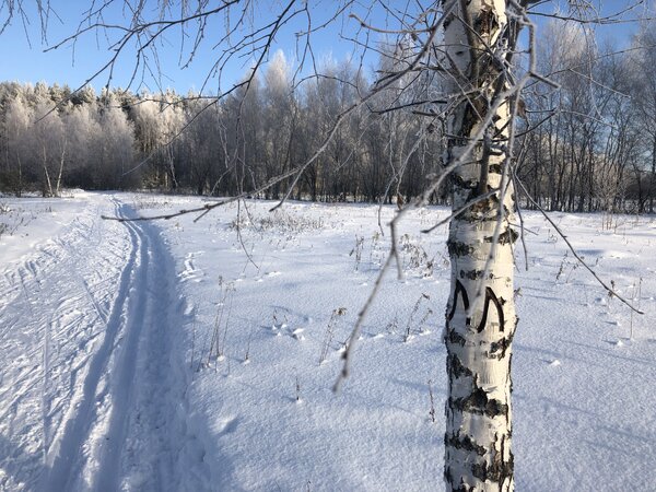 Берёзка, лыжня