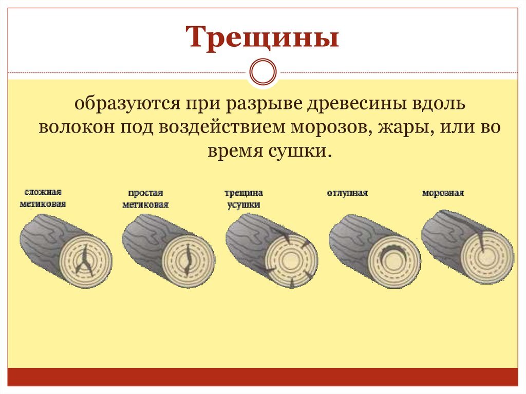 В древесину входят. Пороки древесины трещины усушки. Пластевые трещины усушки. Метиковая трещина древесины. Торцевые трещины древесины.