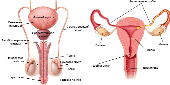 фото: https://ru.wikipedia.org