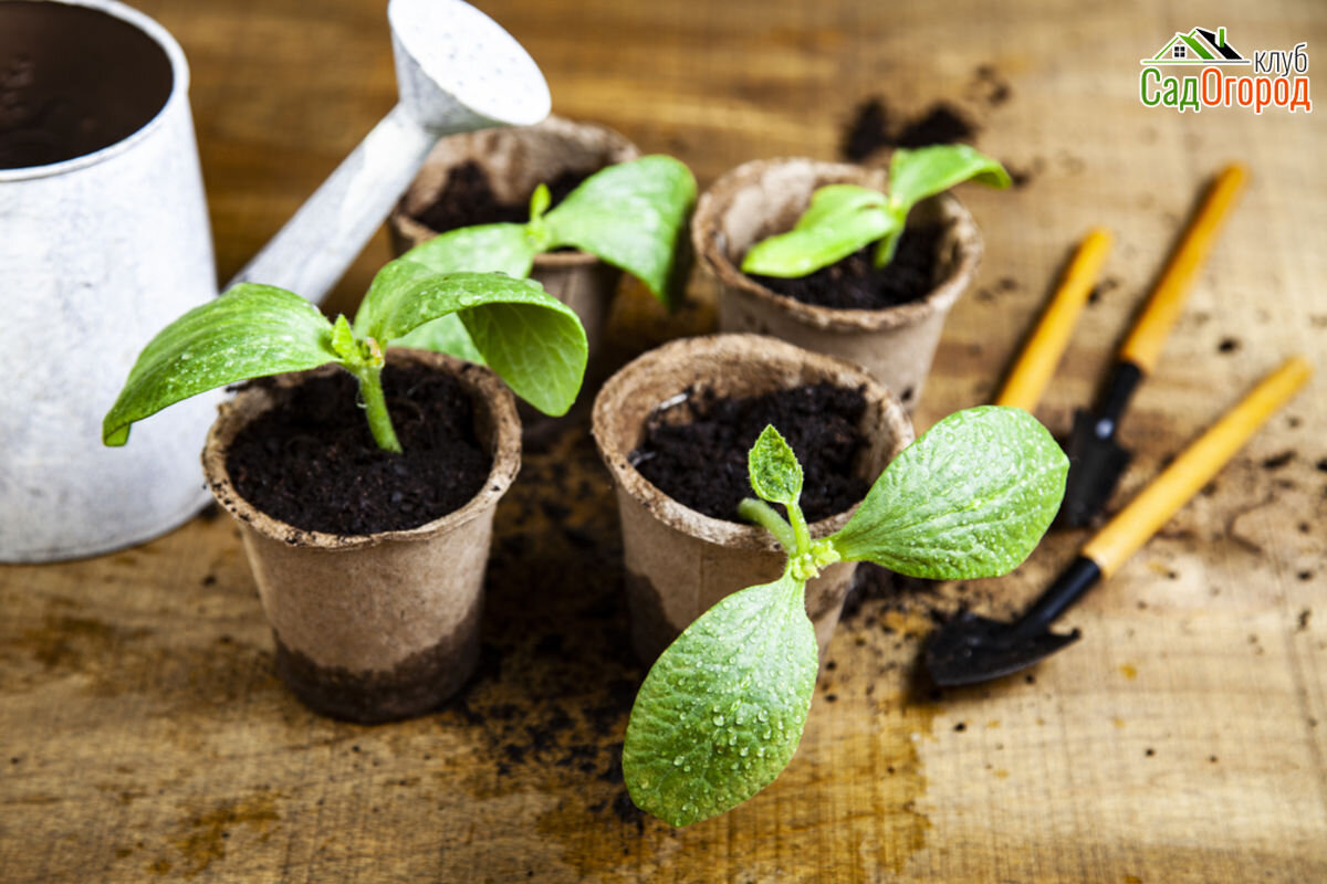 Изображение: depositphotos.com