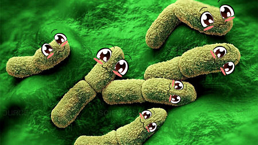 Yersinia pestis (чумная палочка) — инфекционный агент чумы + немножко милоты