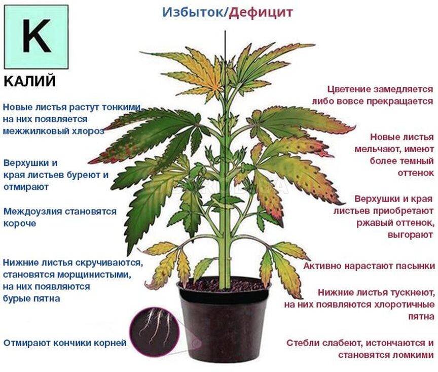 Как выглядит перелитый цветок Признаки минерального голодания растений Просветленный Агроном Дзен