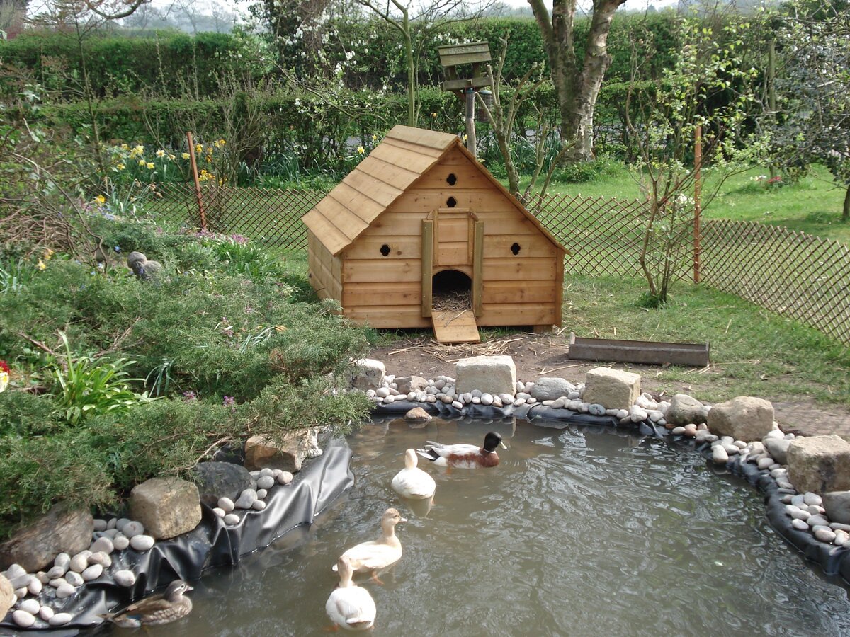 Гусятник — строим домик для гусей и других птиц своими руками