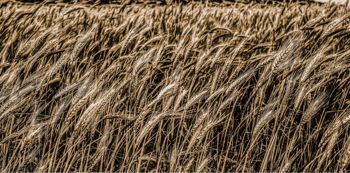 фото - pixabay.com