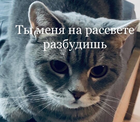 котя  Генриетта фон Lexus британская, наша 