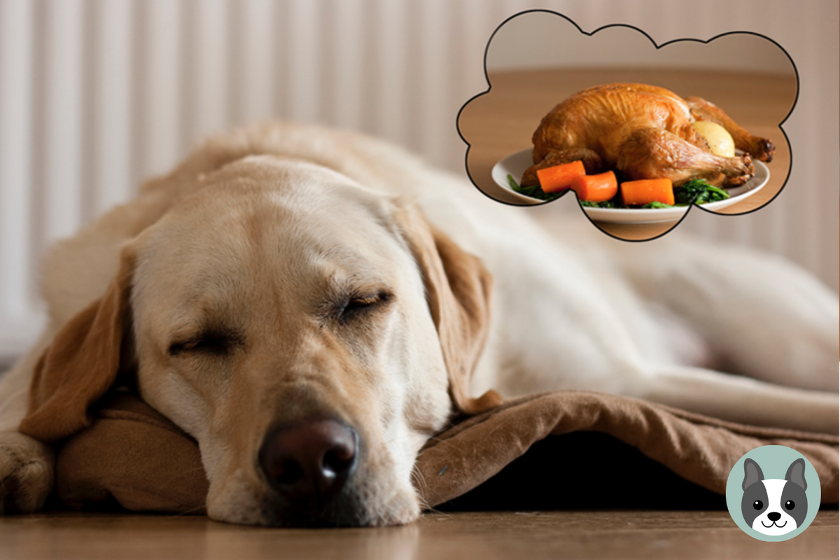 Сон съесть собаку. Диетотерапия животных. Снятся ли собакам сны. Диетотерапия домашних животных. Диета для собак.