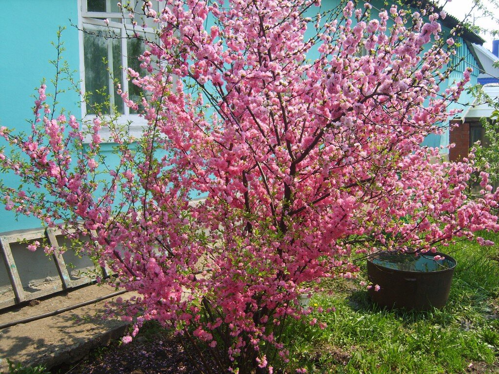 куст посажен в честь рождения младшей дочери